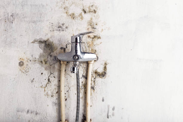 Best Commercial Mold Removal  in Willow Springs, MO