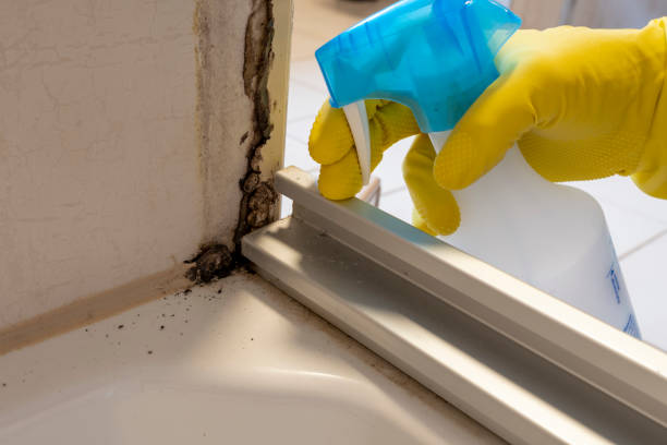 Best Local Mold Removal Service  in Willow Springs, MO