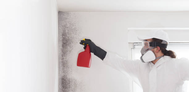 Best Certified Mold Removal  in Willow Springs, MO