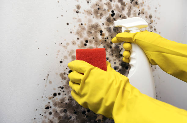 Crawl Space Mold Removal in Willow Springs, MO