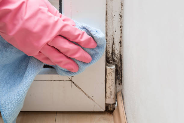 Attic Mold Removal in Willow Springs, MO